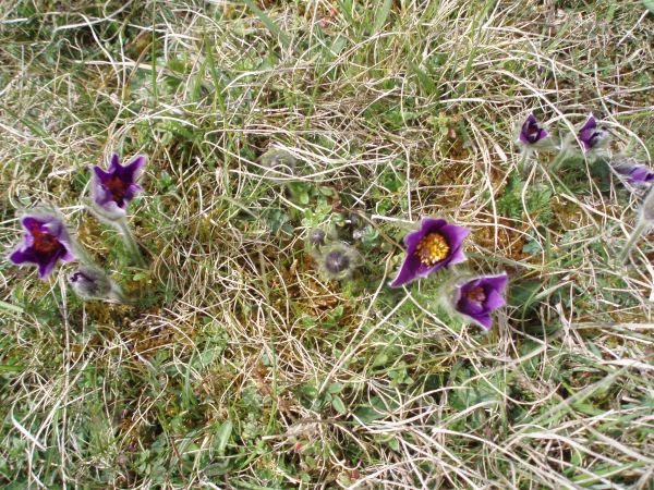 Pasque Flowers