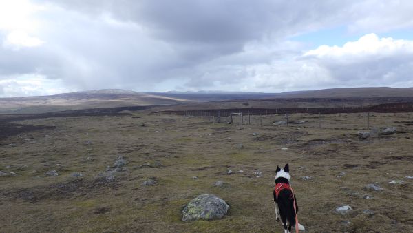 Cronkley Fell Upper Teesdale