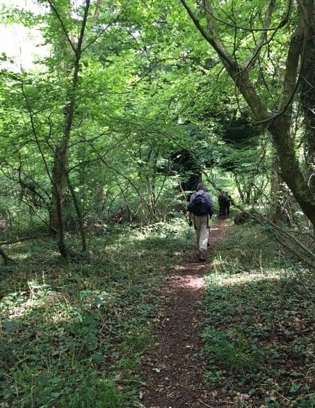 walking through spring trees