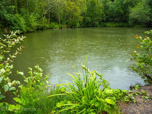 swanwick lake and greenery