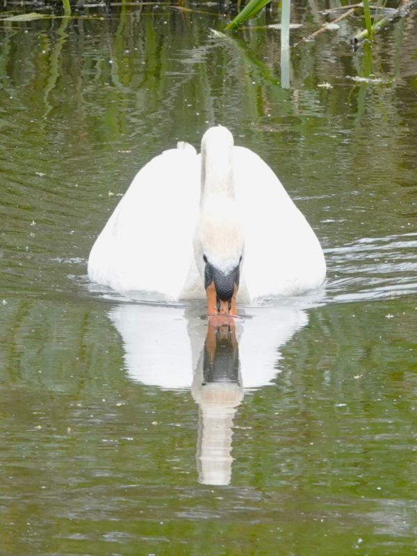 Swan