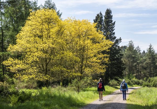 Walkers on path through Tentmuir Forest