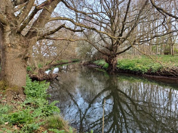 Trees reflected in River Blakcwater