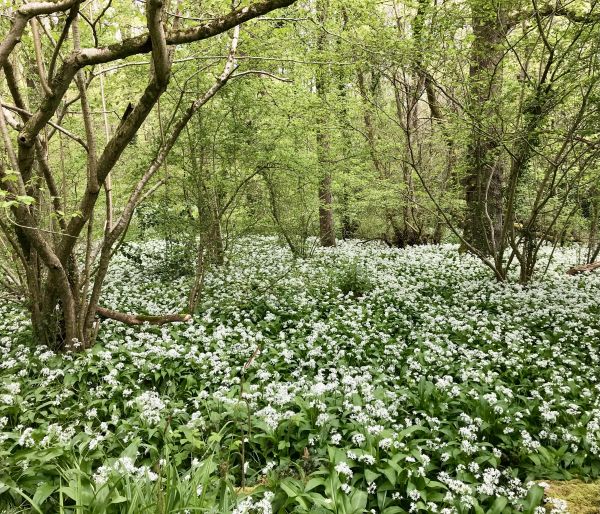 Wild garlic at Compton Dando