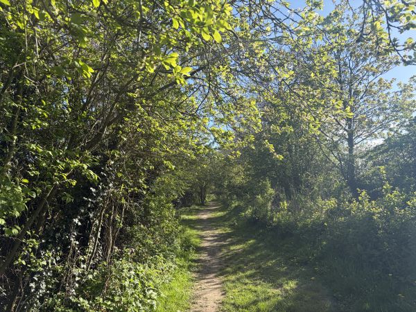 Picture of Hutton Cranswick village (evening walk) 