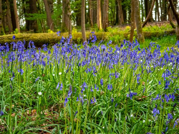 bluebells in woods
