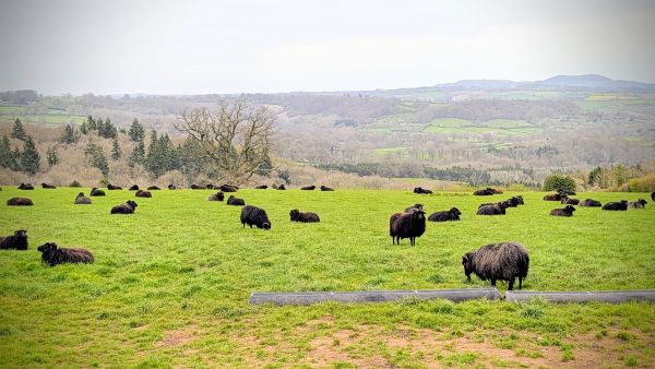 On the Bromyard Downs
