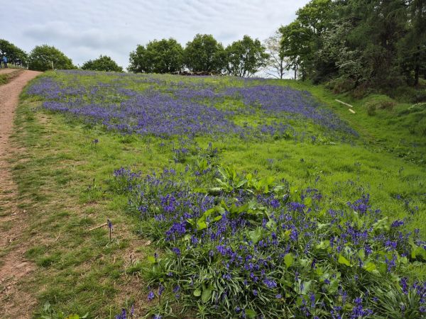 Bluebells on Clent Hill