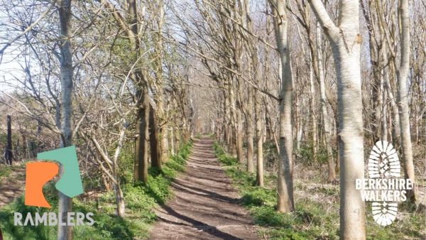 Woods near Peppard Common
