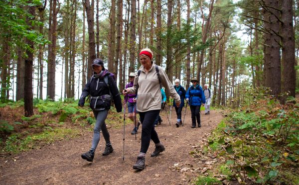 A group of walkers hiking through woodland, using walking poles