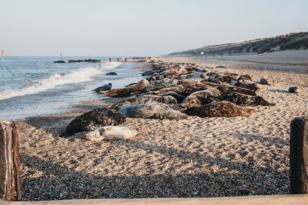 Seals lying on a Norfolk beach with choppy water.