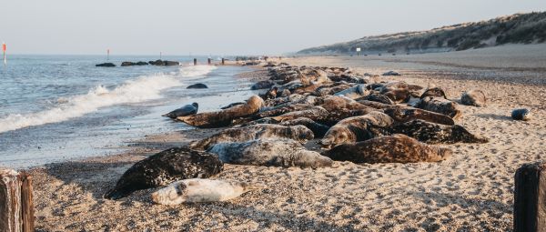 Seals basking in the sun by the water on Horsey beach, Norfolk, UK, in spring.