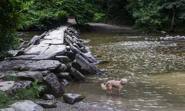 A dog paddles in Horner Water, a wide river ringed by trees on both banks