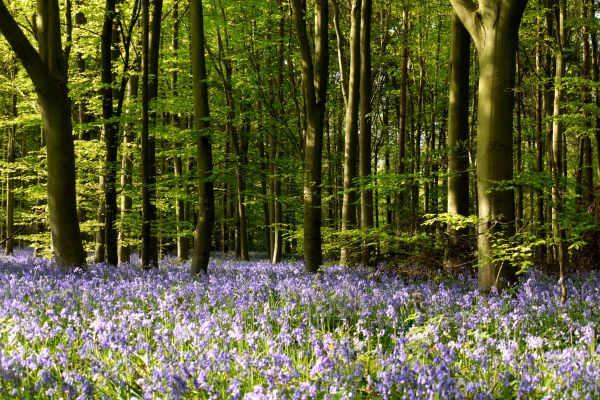 Bluebells dominate the foreground before receding into a dense, green woodland