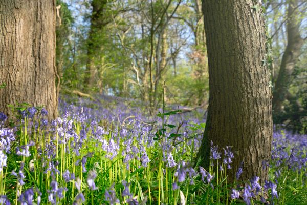 A close up of dense bluebells flowering between the trunks of two trees