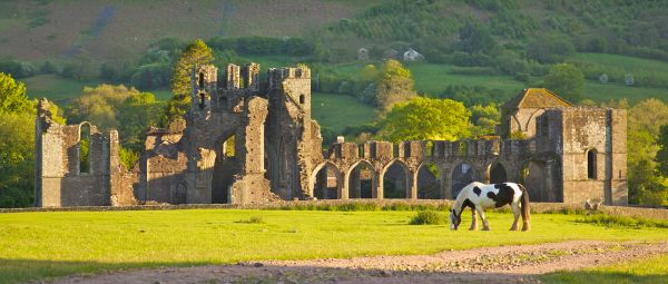 Horse standing in front of the ruins of Llanthony Priory in Powys, Wales