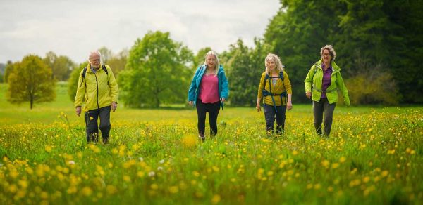 A group of four ramblers walk through a field of buttercups