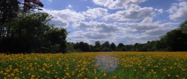 A carpet of Buttercups on a Summers day in Hatfield Forest, Hertfordshire