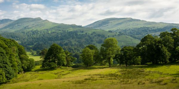 A line of native trees stand in a grassy field in front of two looming fells