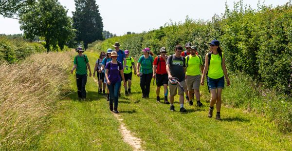 A group of people walking along a hedge lined path, in the sun