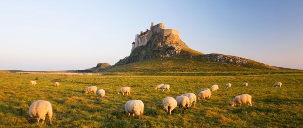 Behind grazing sheep, Lindisfarne Priory rises into view, sitting on top of a steep, rocky outcrop