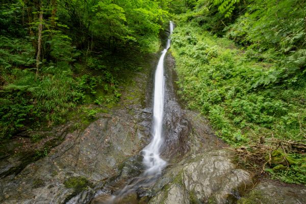 A thin white waterfall crashes over a wall of rock, surrounded by lush ferns and trees