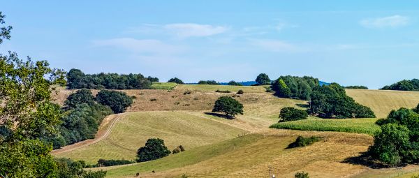 A view over rolling hills, dotted with trees, on a blue summer's day