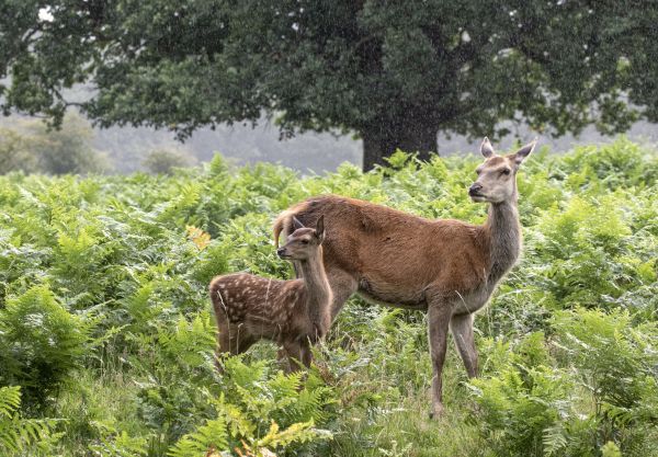 Bushey Park wheelchair path