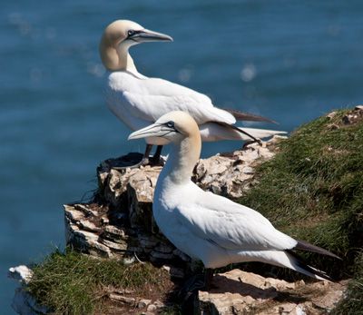 Two northern Gannets at edge of rock on sunny day at Bempton Cliffs, near Flamborough Head, North Yorkshire, UK.