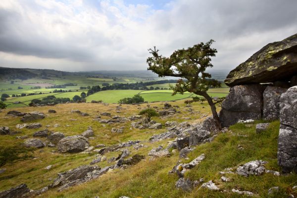 A single tree juts out beside a large rock outcrop, overlooking a valley studded with boulders which gives way to green farmland