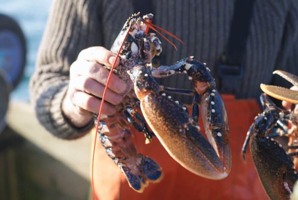 A person holding a lobster