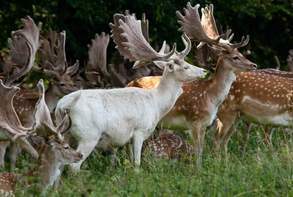 A white fallow deer standing with other deer