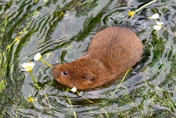 A water vole in the water