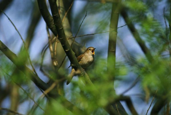 A nightingale in a tree