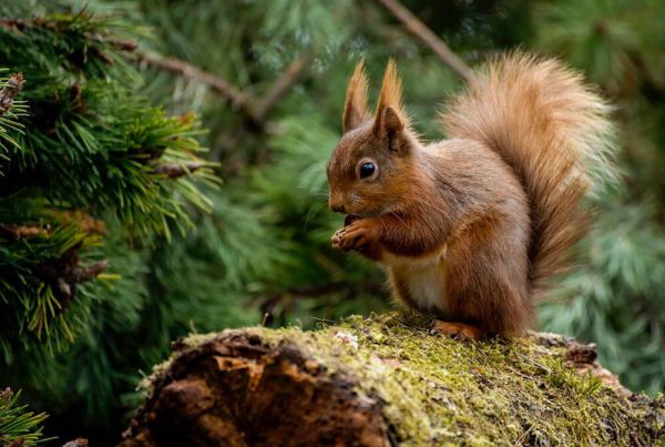 A red squirrel standing on a log