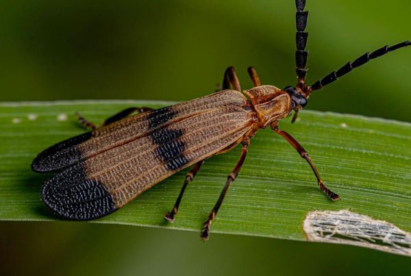 A beetle with long wings standing on a leaf