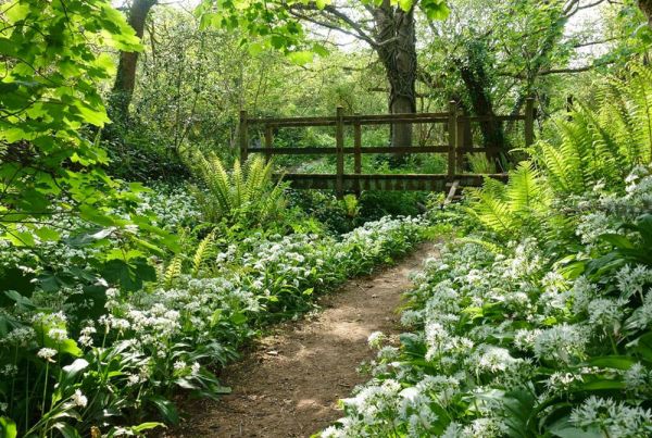 Wild garlic growing abundantly in a woodland area