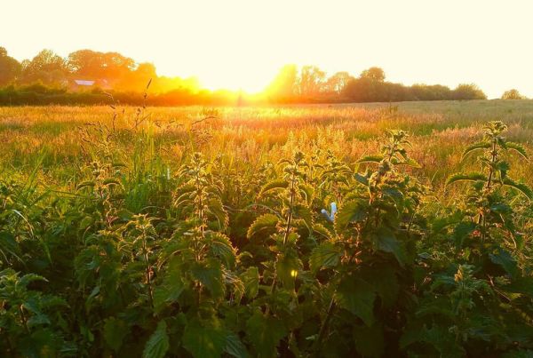 A sea of nettles in the late afternoon sun