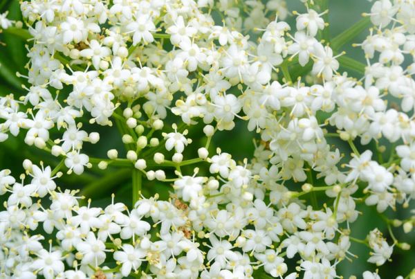 White elderflower blossom