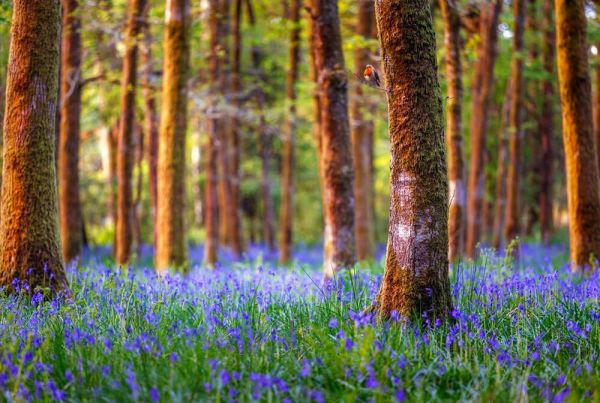 A sea of bluebells covering a woodland floor