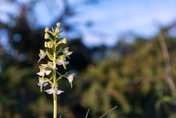 Greater butterfly-orchid