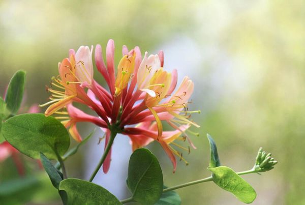 A honeysuckle flower