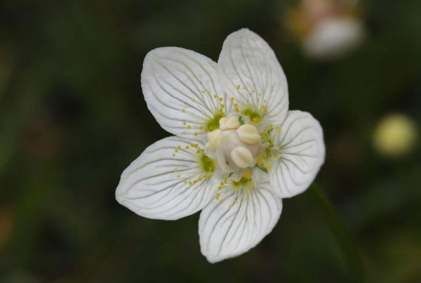 A grass-of-parnassus flower