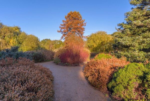 A garden path winding between shrubs