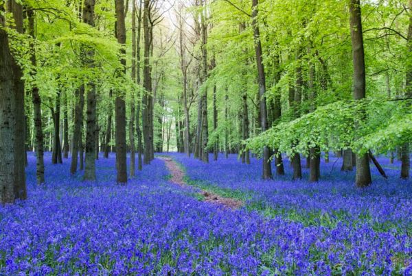 A carpet of bluebells among trees