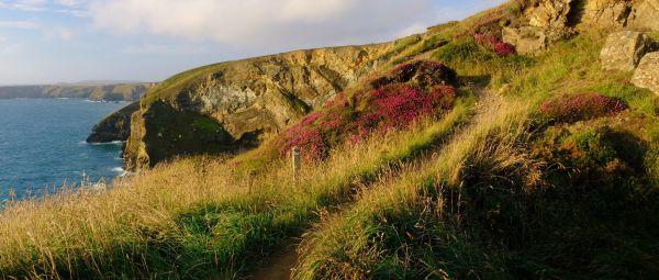 A path winding through heather on a cliff top