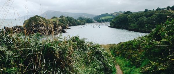 A view down through plants to a harbour