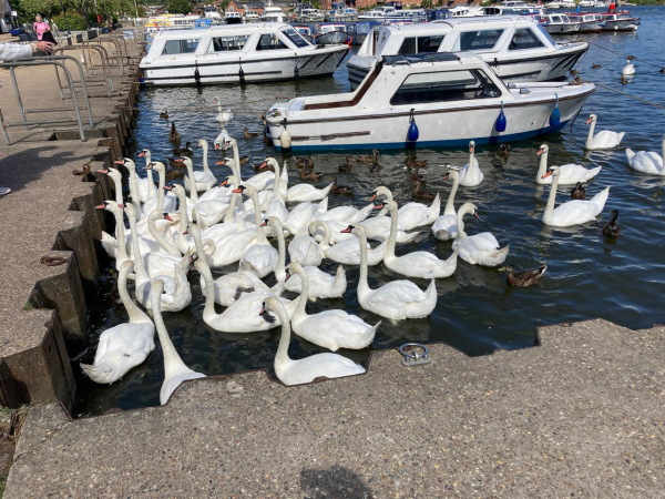Swan Lake