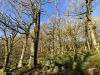 Padley Gorge woodlands 