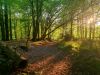 Sunlit woodlands
